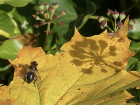 Schaduw van de hedera