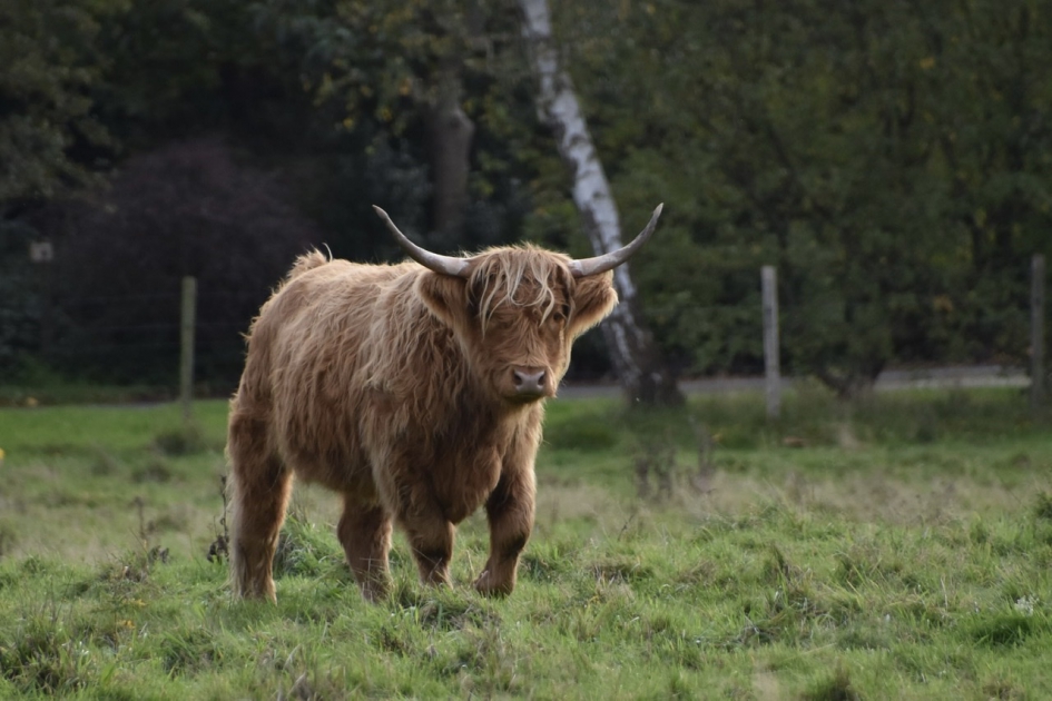 Schotse Hooglander - Zoogdieren - 