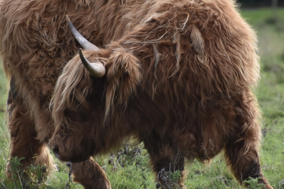 Schotse Hooglander - Zoogdieren - 