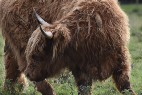 Schotse Hooglander