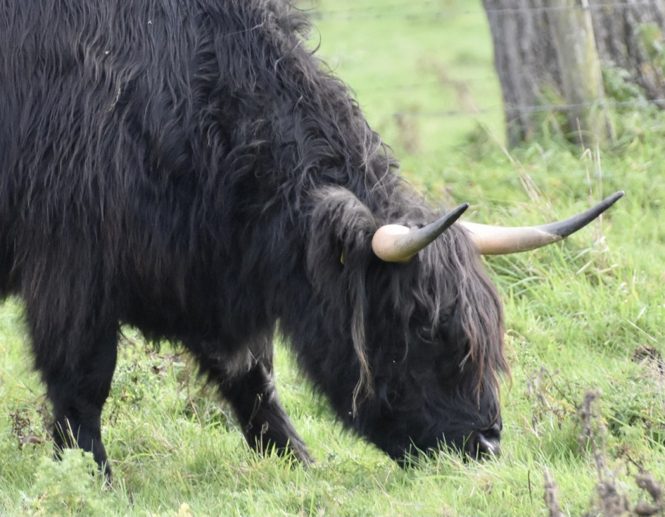 Schotse hooglander - Zoogdieren - 