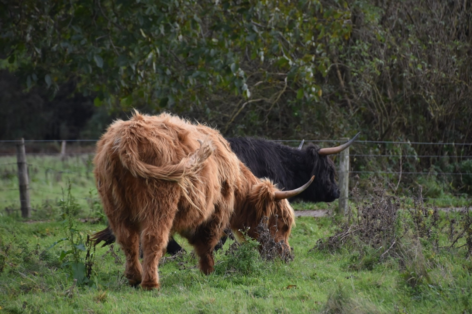 Schotse hooglanders - Zoogdieren - 