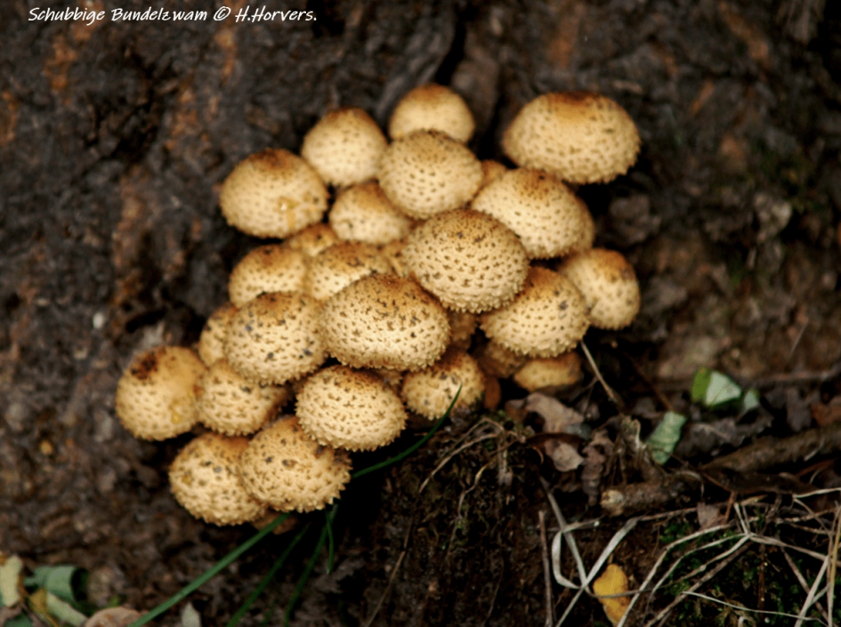 Schubbige Bundelzwam. - Schimmels - Schubbige Bundelzwam.