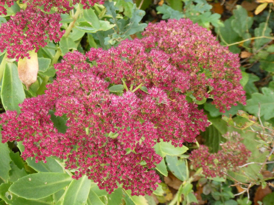 Sedum - Planten - 