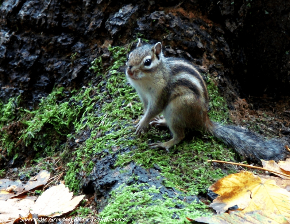 Siberische Grondeekhoorn - Zoogdieren - Siberische Grondeekhoorn