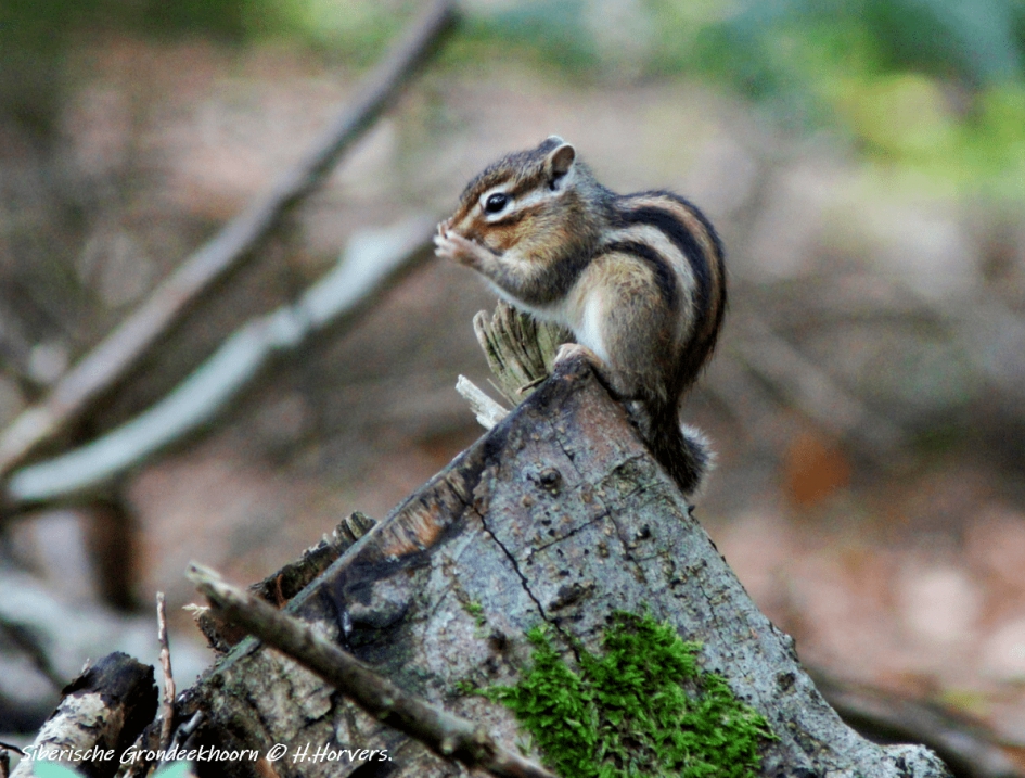 Siberische Grondeekhoorn - Zoogdieren - Siberische Grondeekhoorn
