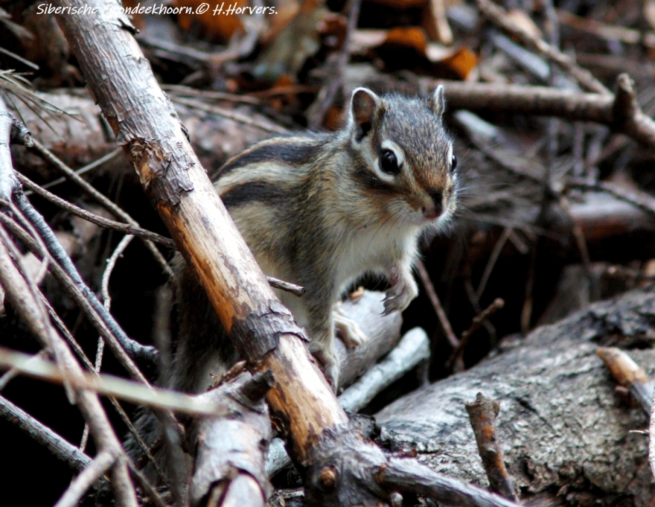 Siberische Grondeekhoorn - Zoogdieren - Siberische Grondeekhoorn