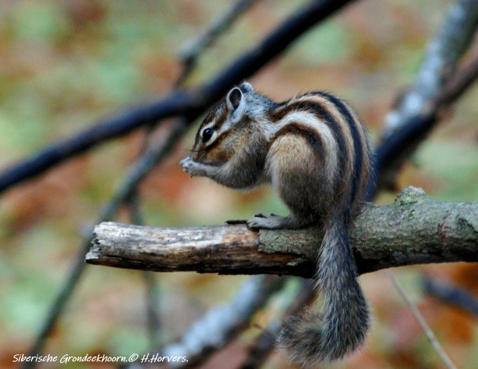 Siberische Grondeekhoorn - Zoogdieren - Siberische Grondeekhoorn