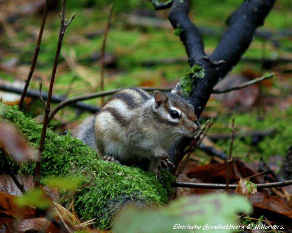 Siberische Grondeekhoorn - Zoogdieren - Siberische Grondeekhoorn