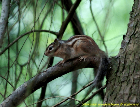 Siberische Grondeekhoorn