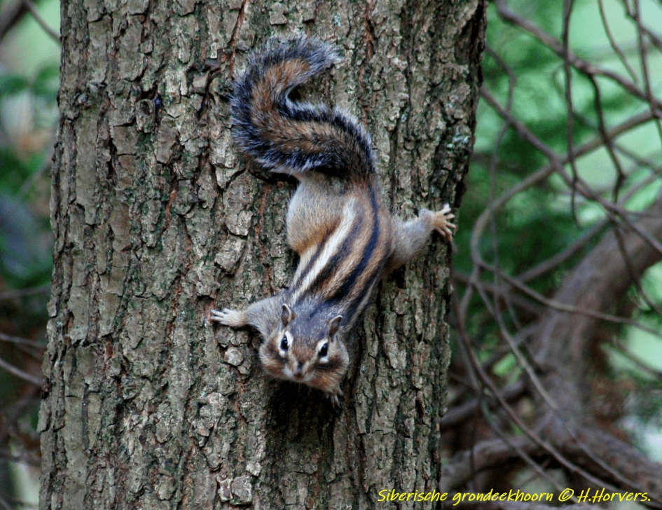 Siberische Grondeekhoorn - Zoogdieren - Siberische Grondeekhoorn