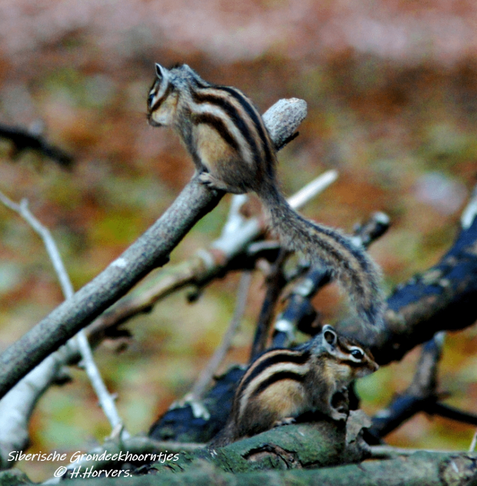 Siberische Grondeekhoorntjes. - Zoogdieren - Siberische Grondeekhoorntjes.