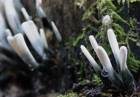 Snuitkevertje wandelend over Gezweizwammen