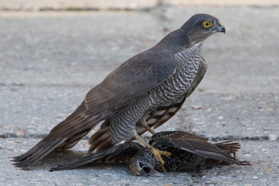 Sperwer - Vogels - Sperwer