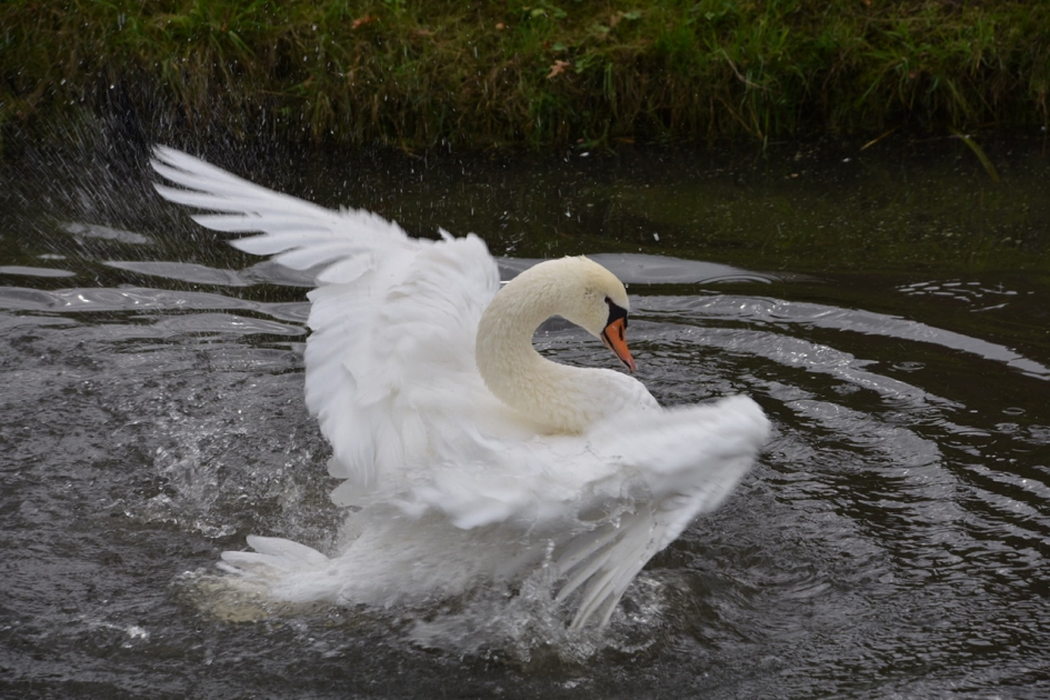 Spetterende zwaan - Vogels - 
