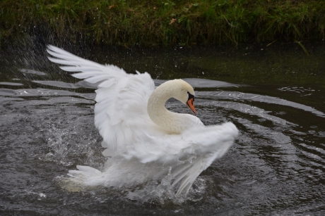 Spetterende zwaan