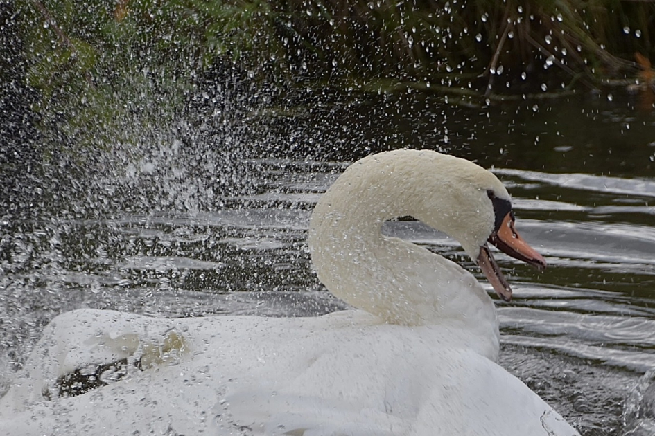 Spetterende zwaan - Vogels - 