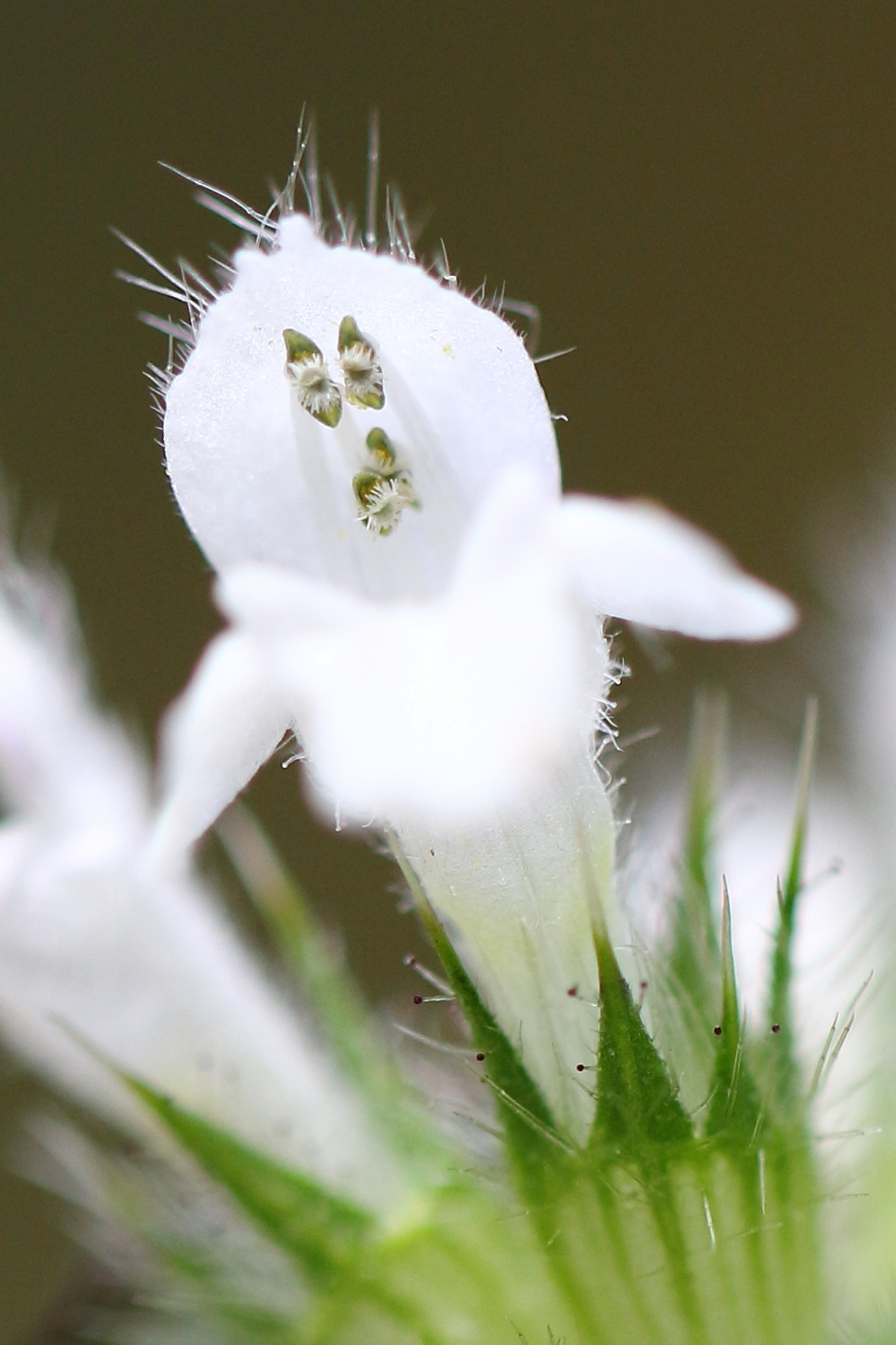 spooky - Planten - gewone hennepnetel