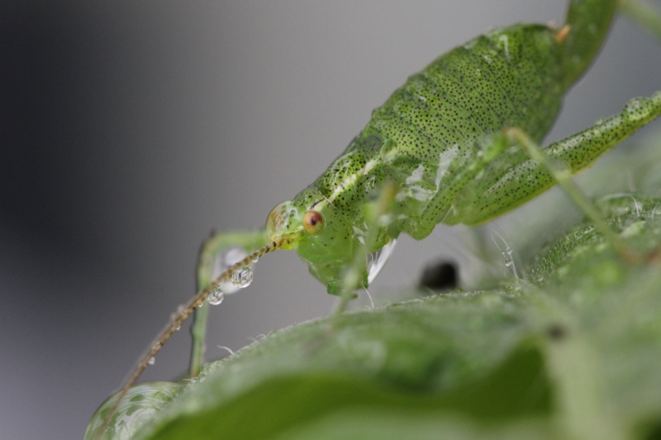 sprinkhaan - Geleedpotigen - struiksprinkhaan