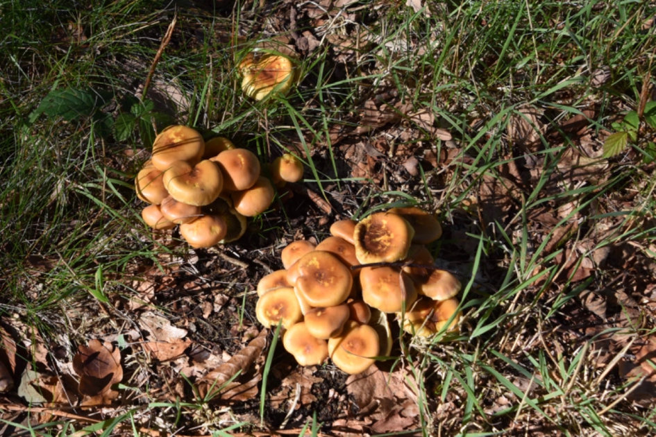 Stapeltje paddenstoelen - Schimmels - 