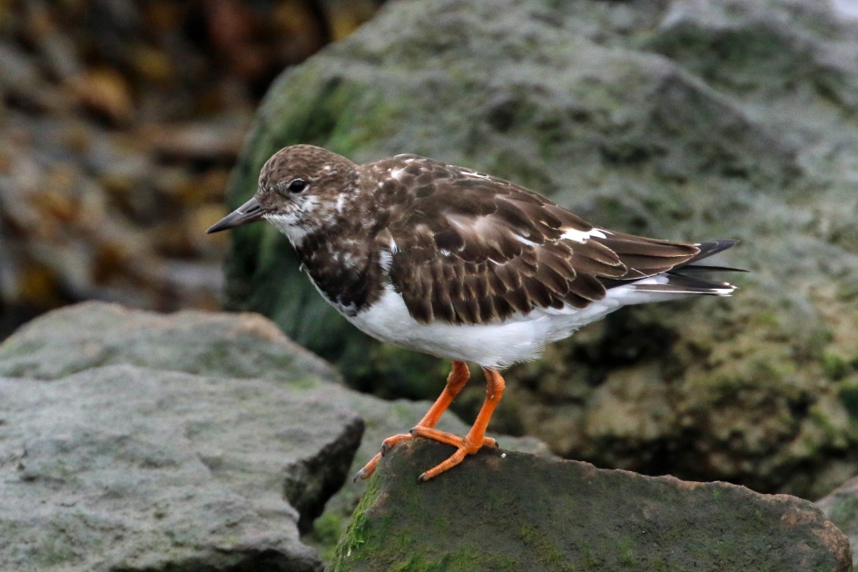 Steenloper - Vogels - 