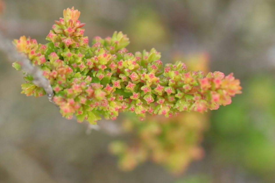 struikheidemijt - Geleedpotigen - struikheidemijt