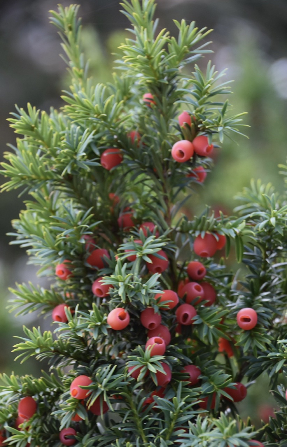 Taxusbessen - Planten - 