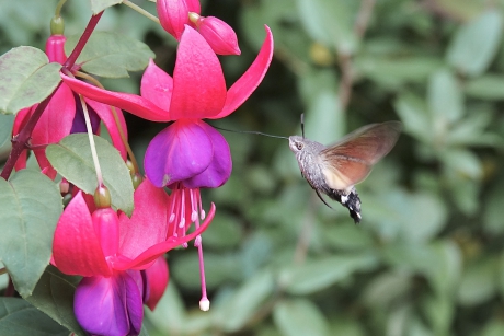 Tropische verrassing 2