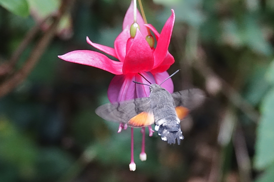 Tropische verrassing - Geleedpotigen - Kolibrievlinder