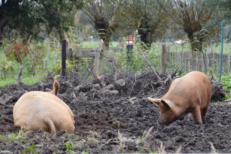 Varkens - Zoogdieren - 