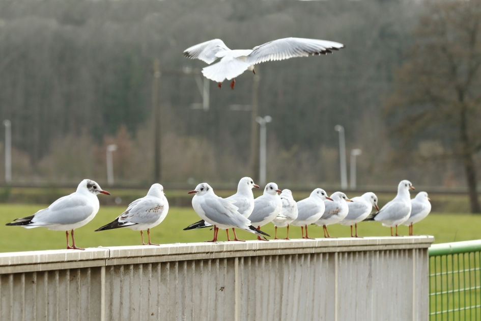 vaste plek - Vogels - kokmeeuw