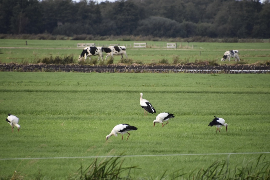 Veel ooievaars - Vogels - 