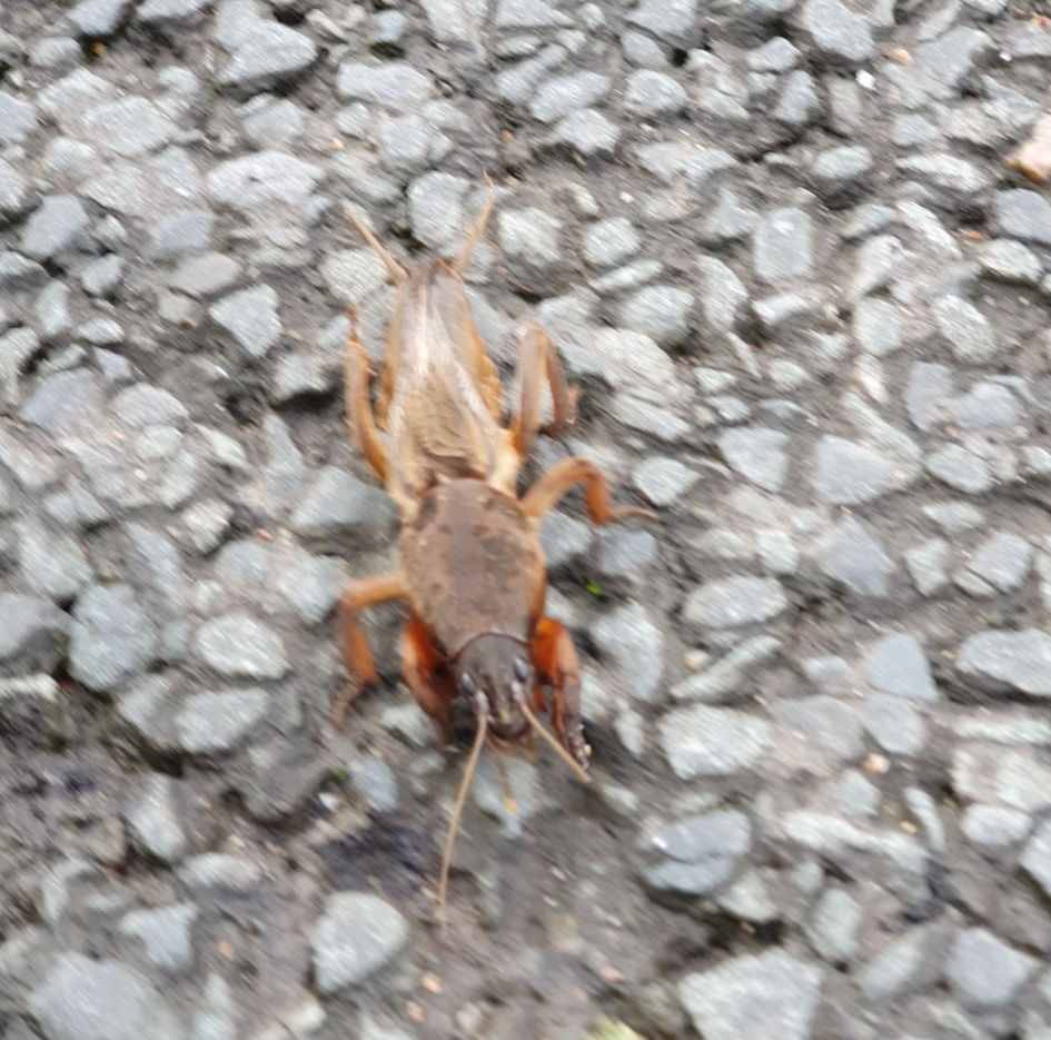 Veenmol - Geleedpotigen - Veenmol