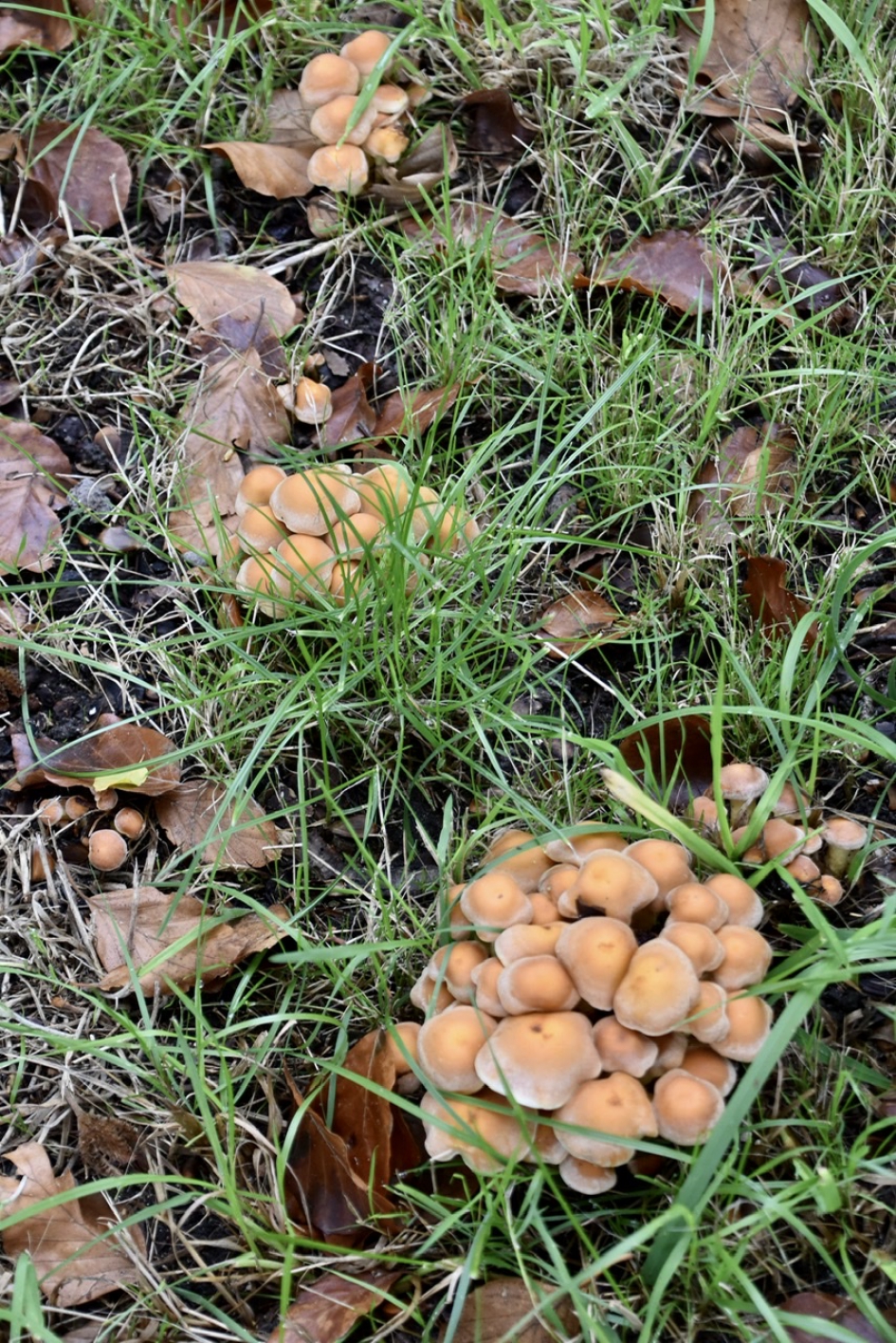 Veld vol.... - Schimmels - 