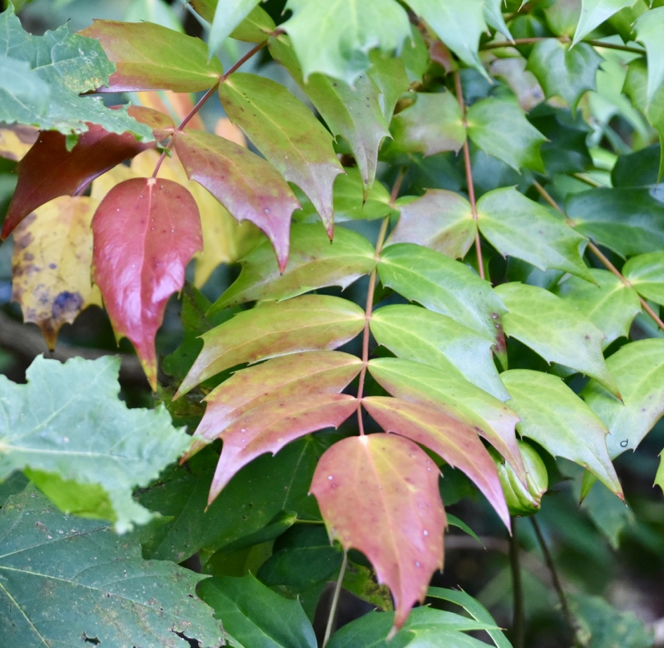 Verkleuring - Planten - 