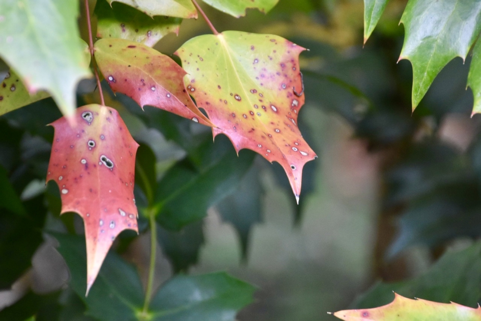 Verkleuring - Planten - 