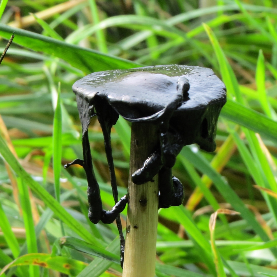 Verouderde geschubde inktzwam - Schimmels - 