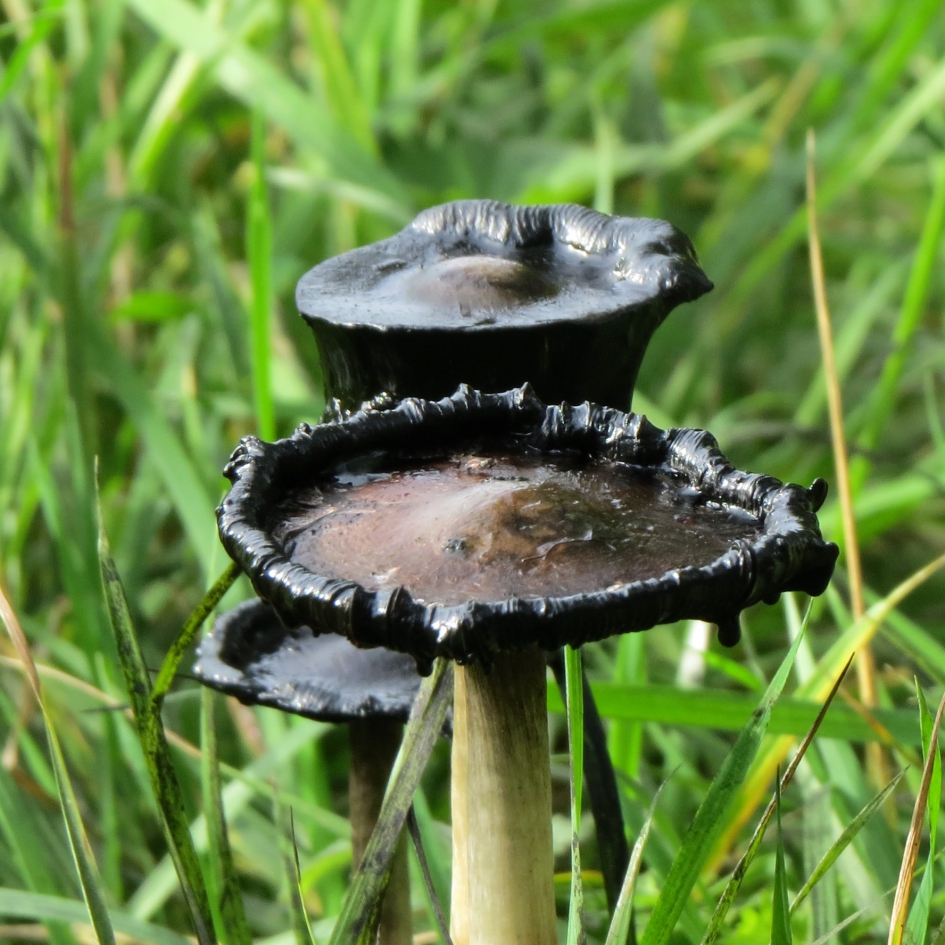 Verouderde geschubde inktzwammen - Schimmels - 