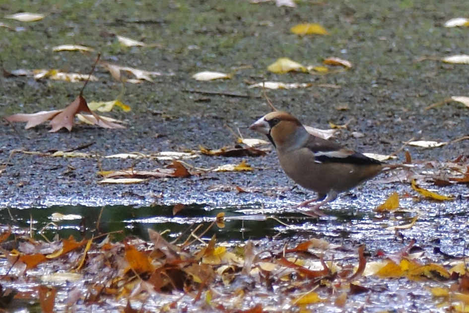 Verrassende herfsttuinbezoeker - Vogels - Appelvink