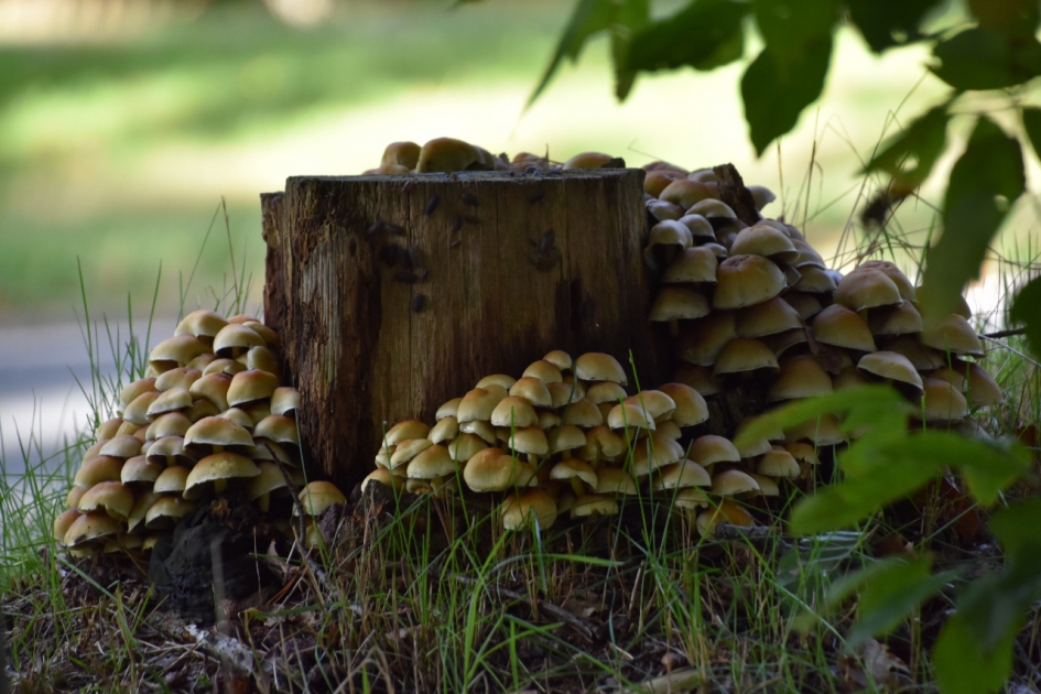 Verstopt onder de struiken - Schimmels - 