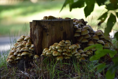 Verstopt onder de struiken