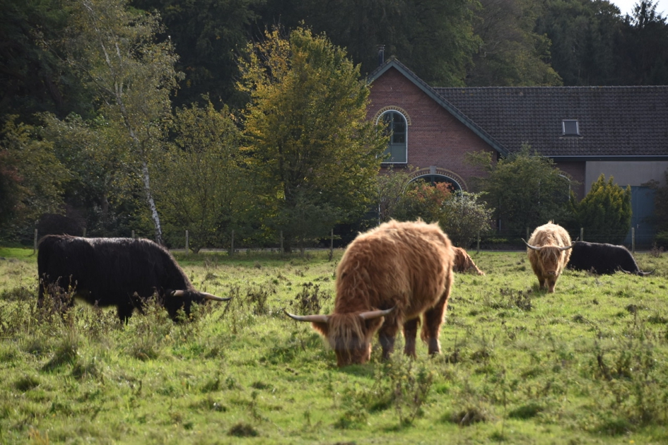 Vijf schotse hooglanders - Zoogdieren - 