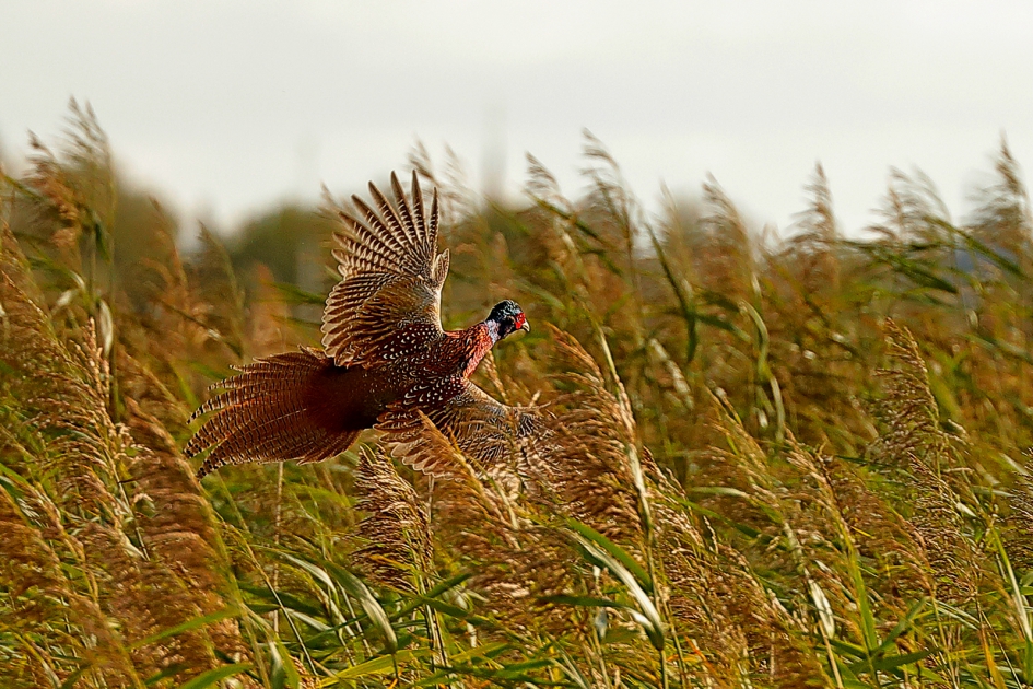 Vliegende Fazant - Vogels - Fazand