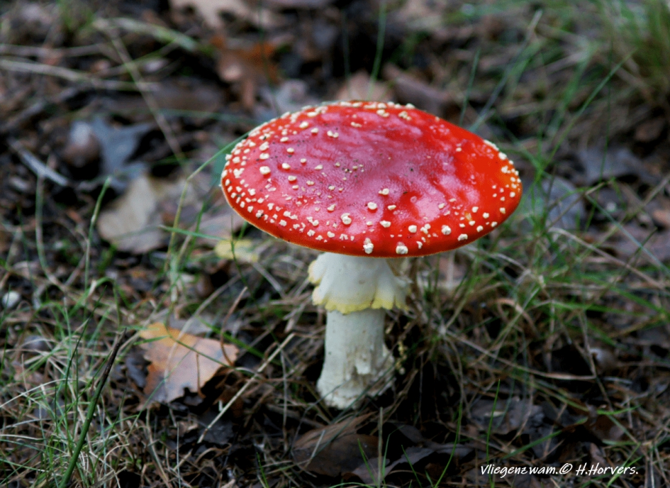 Vliegenzwam. - Schimmels - Vliegenzwam