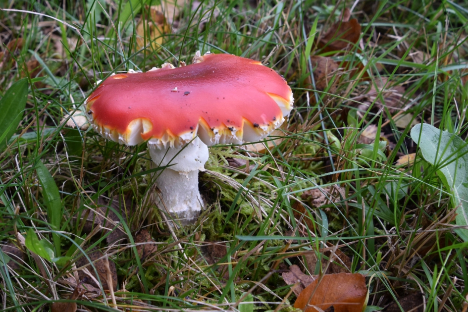 Vliegenzwam - Schimmels - 