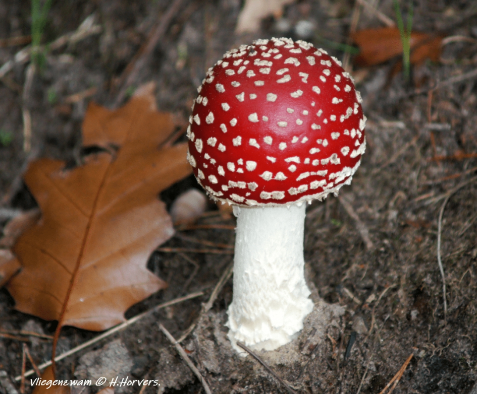 Vliegenzwam - Schimmels - Vliegenzwam