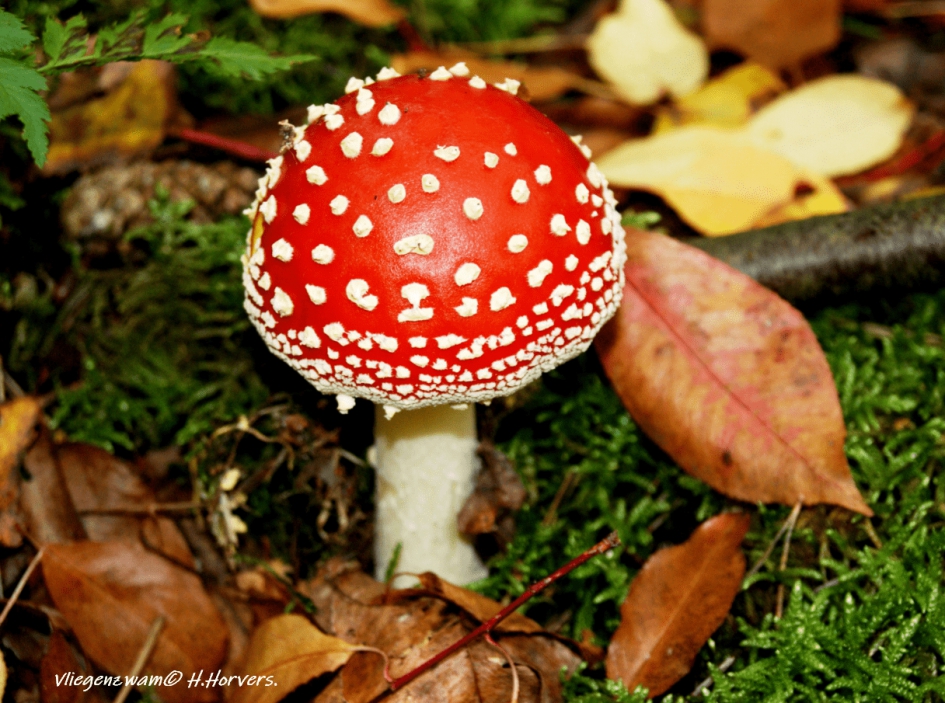 Vliegenzwam - Schimmels - Vliegenzwam