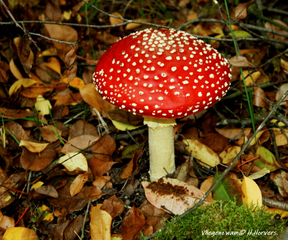 Vliegenzwam - Schimmels - Vliegenzwam