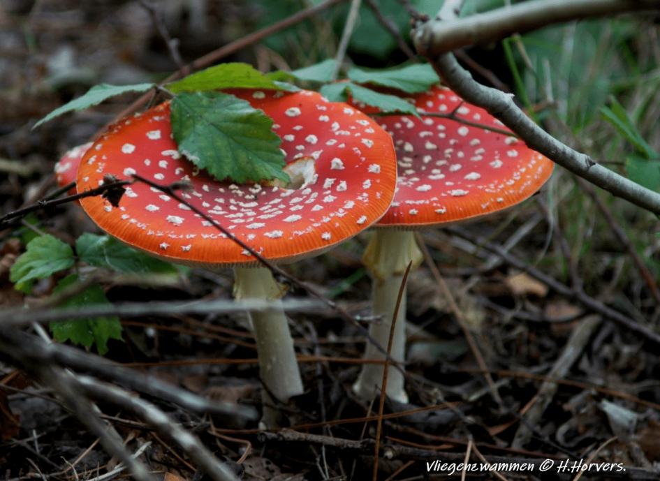 Vliegenzwammen. - Schimmels - Vliegenzwammen.
