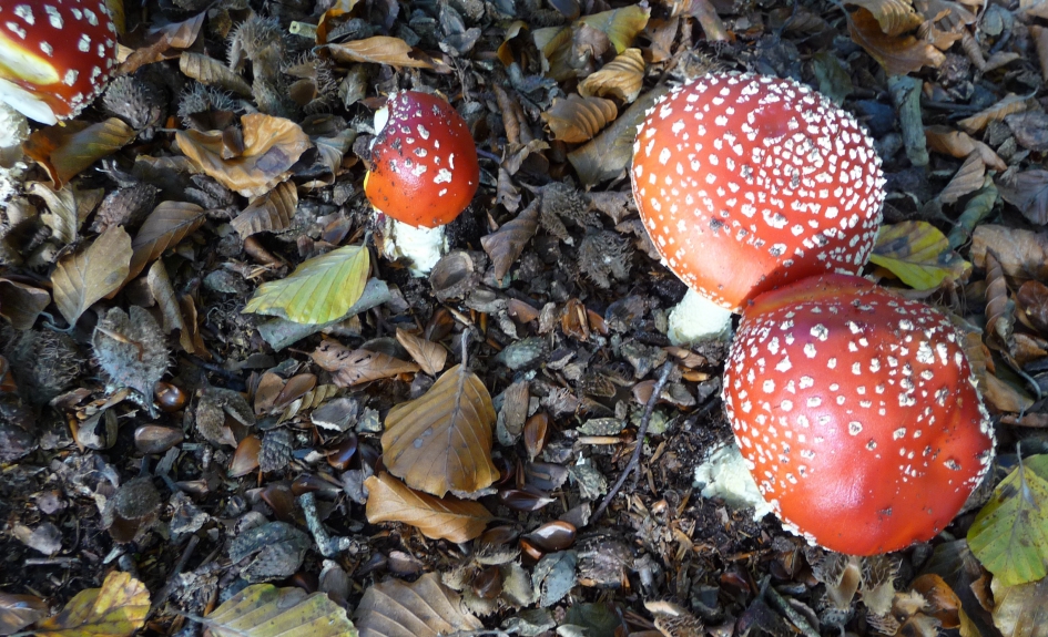 Vliegenzwammen - Schimmels - 